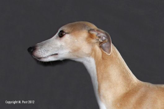 15 tot 17 april 2012 115a copy verkleind