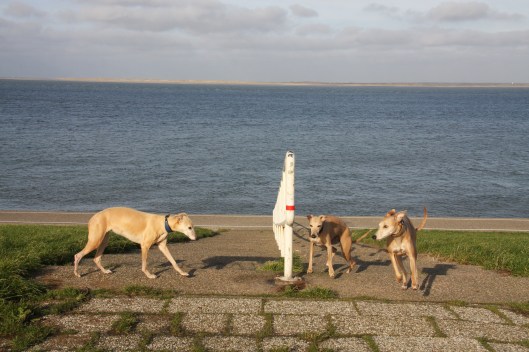 16 november 2013 007