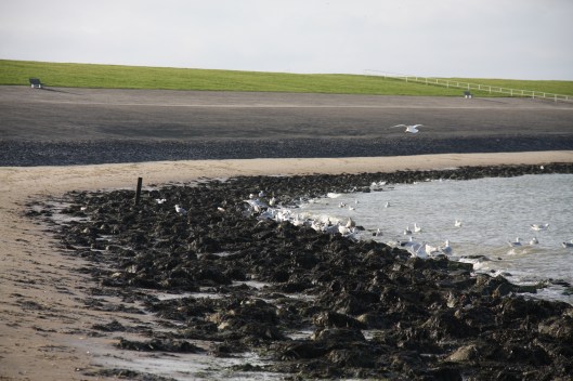 16 november 2013 032