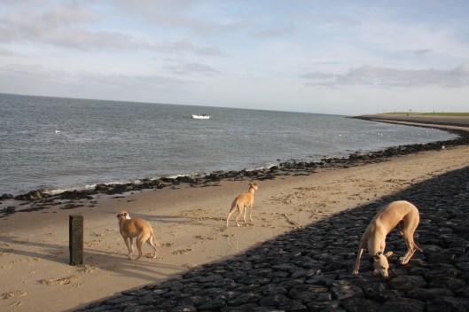 16 november 2013 050