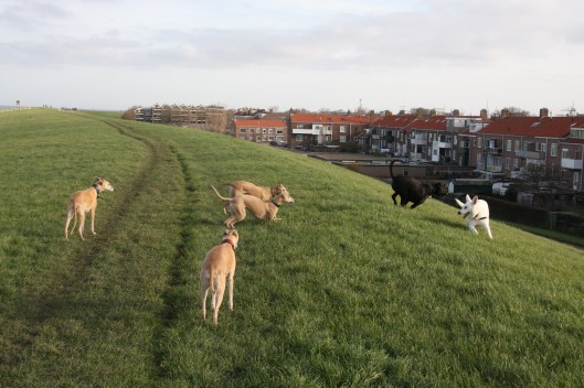 16 november 2013 068