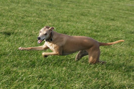 16 november 2013 078a