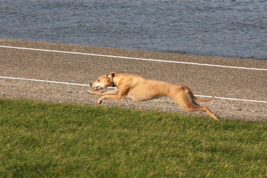 16 november 2013 084a