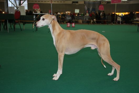 15 december 2013 135