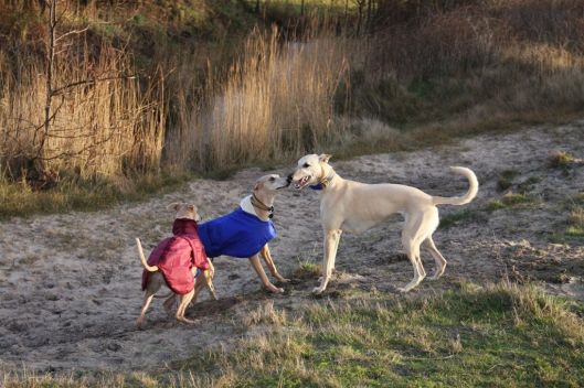 27 december 2013 001