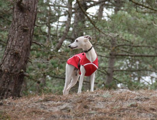 30 december 2013 031a