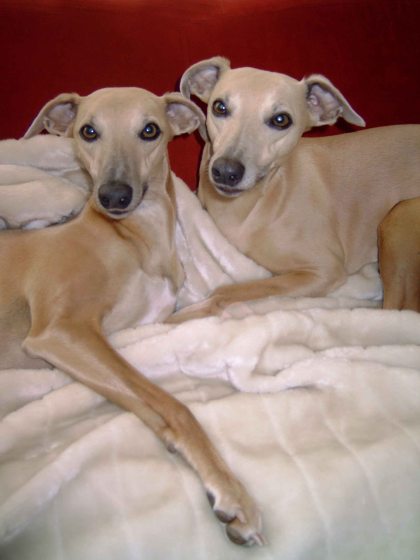 MEDION DIGITAL CAMERA