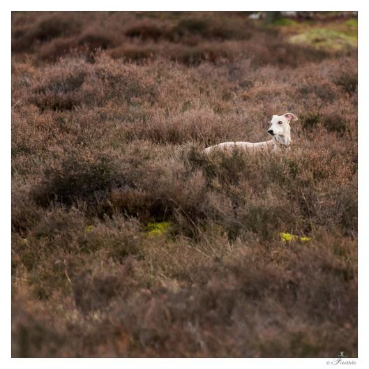 1526780_714717471880632_1690254933_n