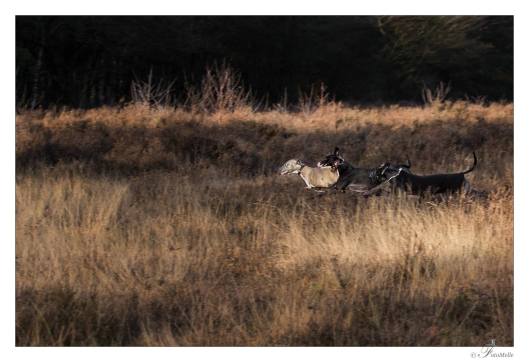 2014-01-05 NJW 006 Nuelle Ch, Sa