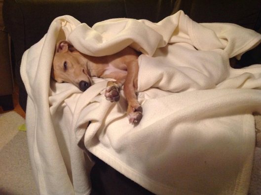 1899956_10203093596041057_395159954_n