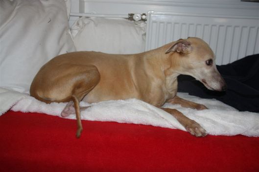 20 februari 2014 001 (2)