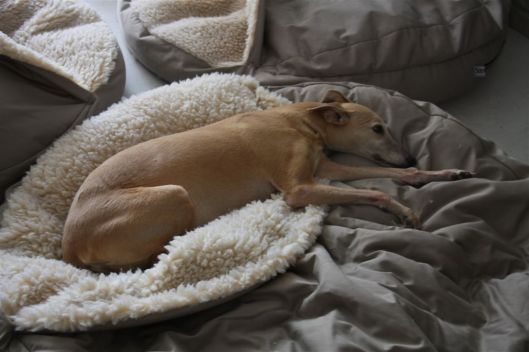 20 februari 2014 018 (2)