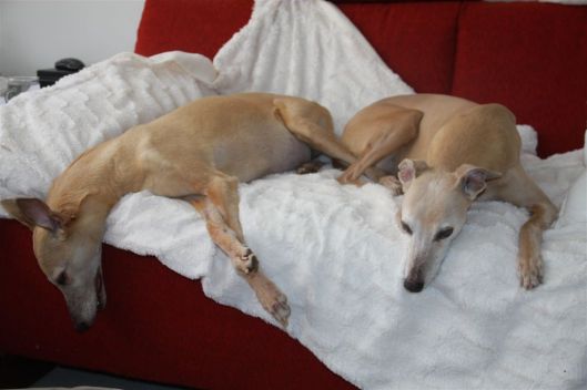 26 februari 2014 004