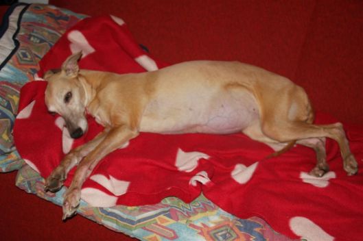 26 februari 2014 012