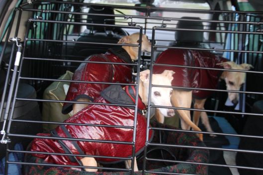 26 februari 2014 017