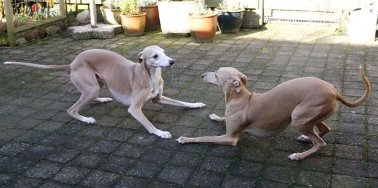 3 februari 2014 045a