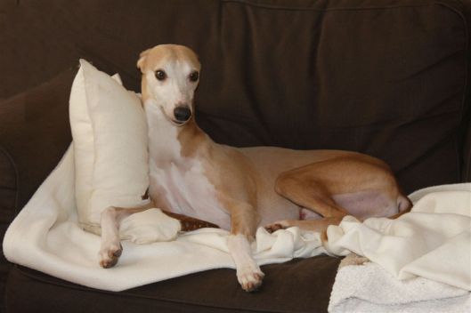 5 februari 2014 024a