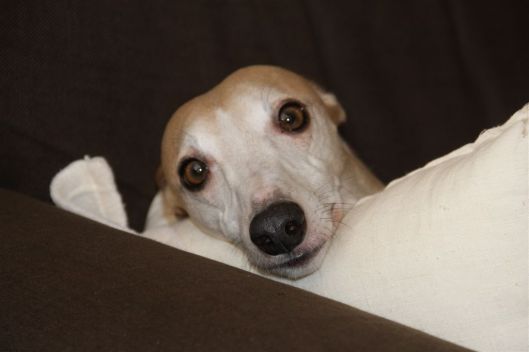 5 februari 2014 027a