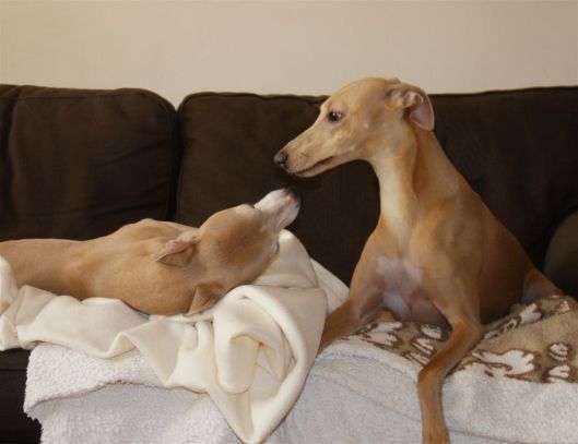 5 februari 2014 029a