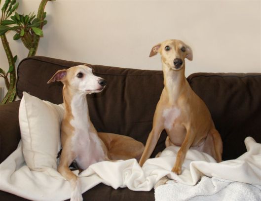 5 februari 2014 031a