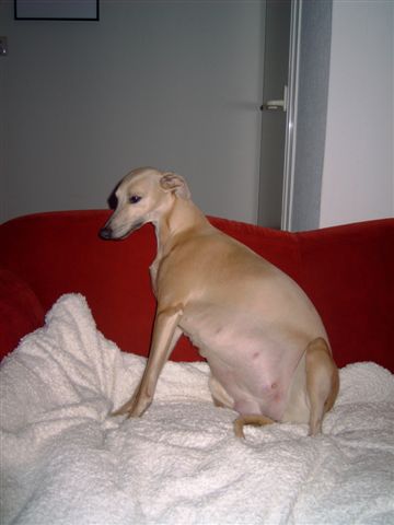 MEDION DIGITAL CAMERA