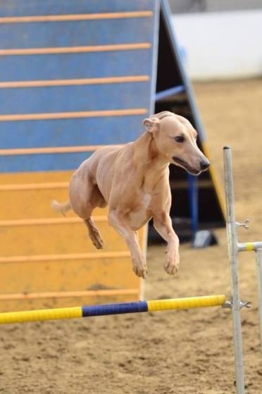 1925293_633804296667596_1172832831_n