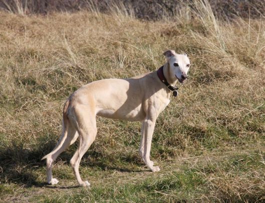 9 maart 2014 179ajpg