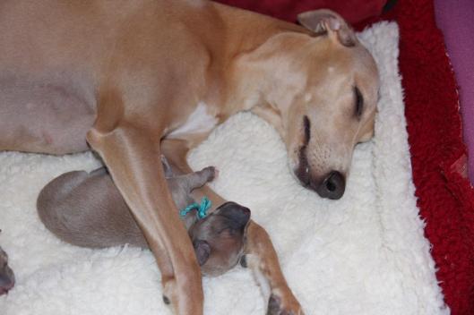 10153964_10203540663497464_1065980818901843214_n