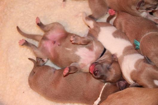 10155049_10203554091953167_8658763025215020774_n