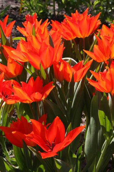 1491768_10201004753200442_4210283021427564150_n