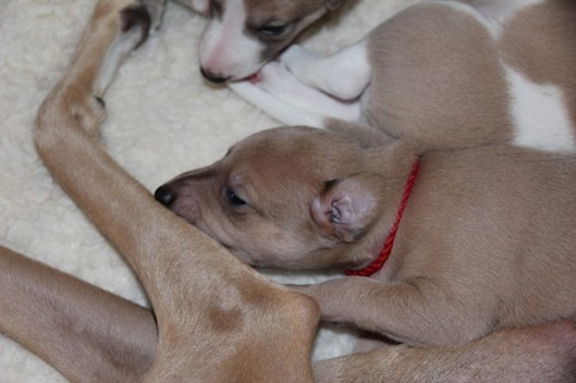 19 dagen Aprille en Megan