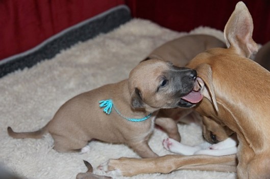 19 dagen spelen met mam