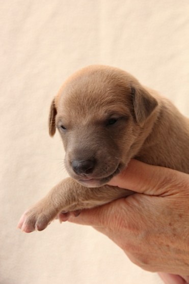 Donkerblauw 17 dagen