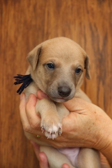 Donkerblauw 23 dagen