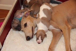 Megan met bontje en lichtblauw