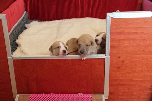 Over de rand 16 dagen