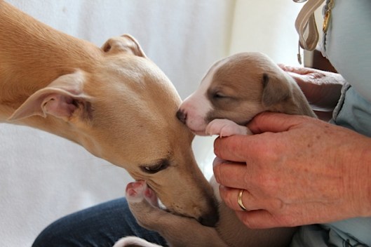 Reefie 17 dagen wasbeurt