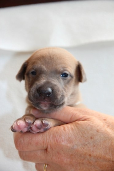 Witje 17 dagen oud 2