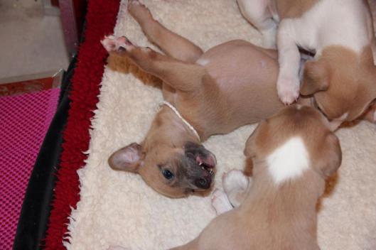 10155666_10203739529228983_7413590893847315942_n