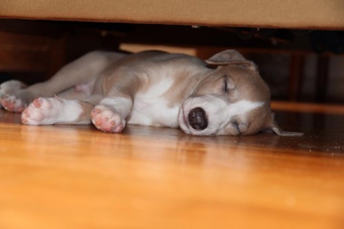 10252126_10203794680087720_2427321093253468999_n