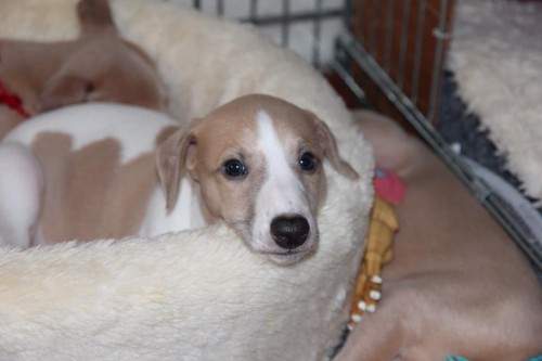 10257030_10203784401270756_1902178882156039790_n