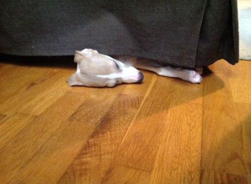 10300638_10203906684407758_5938855606096471052_n