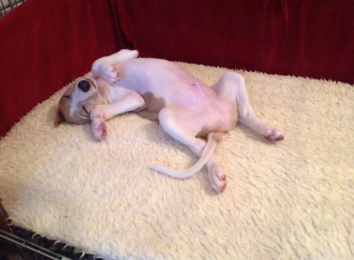 10314036_10203827439706690_8352093850694551060_n