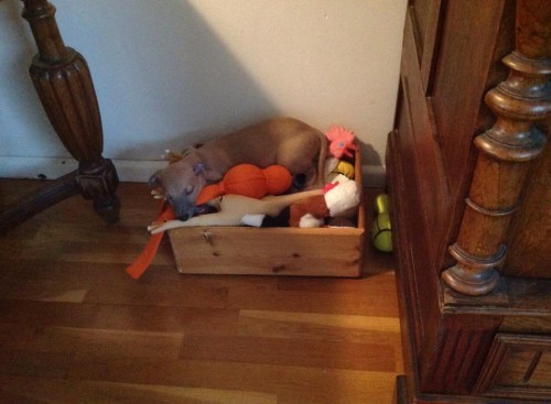 10329153_10203827451986997_6020395033187876276_n