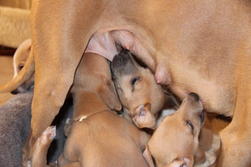 10342913_10203784400750743_5017370619495817234_n