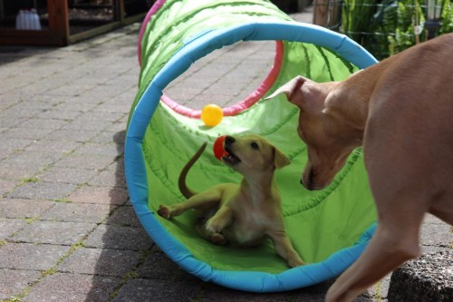 10350346_10203794679007693_1435516568449245295_n