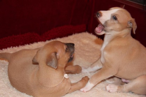 1609694_10203739528188957_2231835109733024928_n