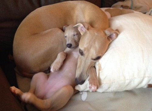 1622160_10203806080212716_958792211547635124_n