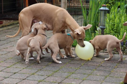 1908314_10203794682647784_779045421612124182_n