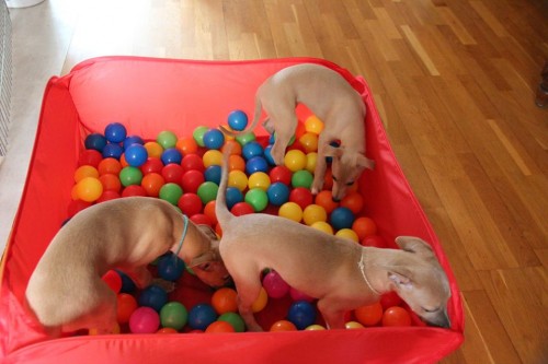 1966882_10203892919103634_1909694574162010393_n